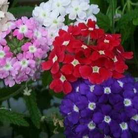 4140-Verbena  - Mixed	Flat of 32 plants item