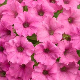 5090-Supertunias - Pink	Single 5 inch pot item