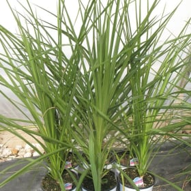 5210-Spikes	Single 5 inch pot item