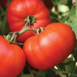 8020-Early Girl Tomato	Single 4 inch Pot item