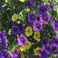 1802-Mini Garden, Jackson Colors	Container garden item