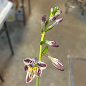 H. 'War and Peace' item