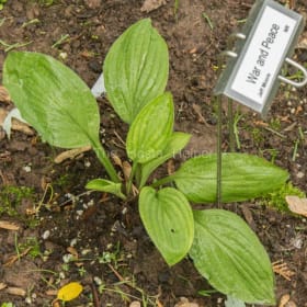 H. 'War and Peace' item