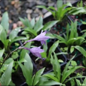 Hosta shikokiana item