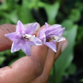 Hosta shikokiana item