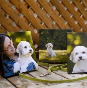 PETIT Chien Forfait VIP annuel            (valeur de $1000!) item