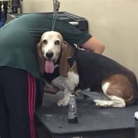 MOYEN CHIEN forfait 4 rendez-vous item