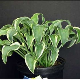 H. 'She's a Dancer' item