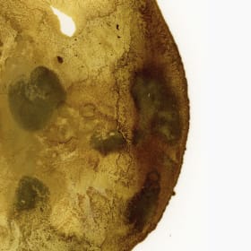 Germination I  - Annie France Leclerc item