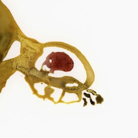 Germination II - Annie France Leclerc item