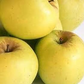 Apple, Golden Dorsett- 3 Gallon item