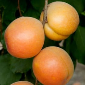 Apricot, Katy- 3 Gallon item