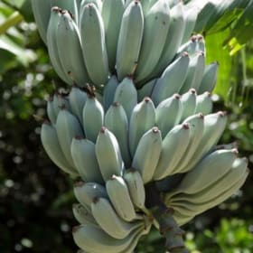 Banana, Ice Cream- 3 Gallon item