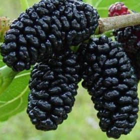 Mulberry, Everbearing Dwarf- 1 Gallon item