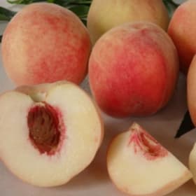 Peach, Tropic Snow- 3 Gallon item