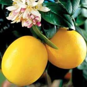 Lemon, Improved Meyer- 3 Gallon item