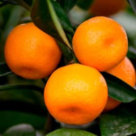 Satsuma, Seto- 3 Gallon item
