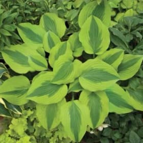 H. 'Goodness Gracious' item