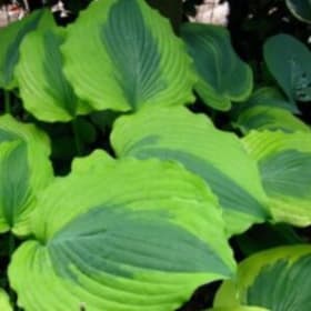 H. 'Goodness Gracious' item