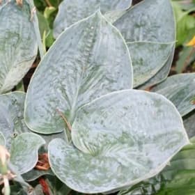 H. 'Beer Belly Blues' item