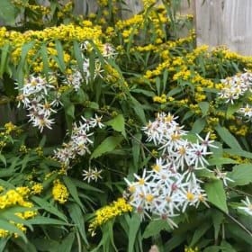 White wood aster (Eurybia divaricata) item