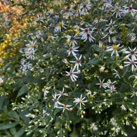 White wood aster (Eurybia divaricata) item
