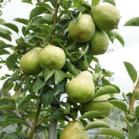 Pear, Acres Home- 3 Gallon item