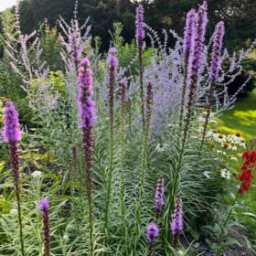 Prairie Blazing Star (Liatris pycnostachya) item
