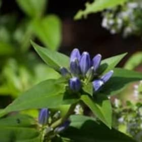 Bottle Gentian (Gentiana andrewsii) item