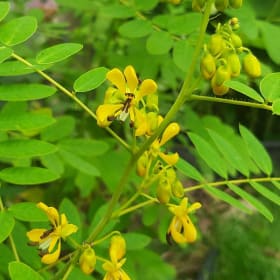 Wild senna (Senna hebecarpa) *25 seeds/package item