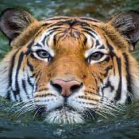 6 General Admission Tickets to the Houston Zoo item