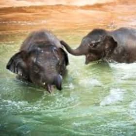 6 General Admission Tickets to the Houston Zoo item