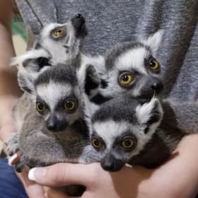 1 Year Family Membership to the Houston Interactive Aquarium item