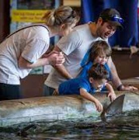 1 Year Family Membership to the Houston Interactive Aquarium item
