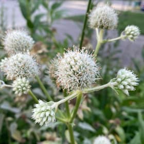 Rattlesnake master (Eryngium yuccifolium) item