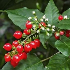 Pigeonberry (Texas Native)- 4" item