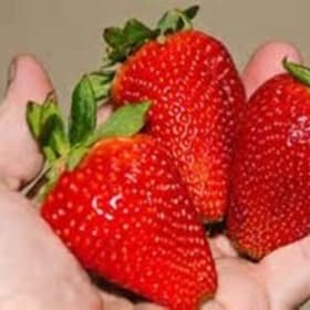 Strawberry, Chandler (June-bearing)- 4" item