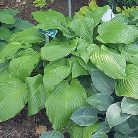 H. 'Butternut Hill' item