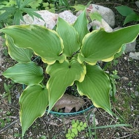 H. 'Connie Sue's Laurel' OS item