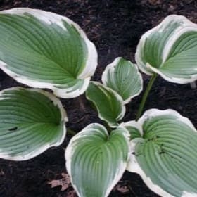 H. 'Connie Sue's Laurel' OS item