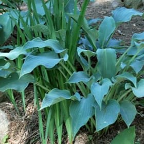 H. 'Miles Standish' item