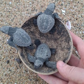 Sea Turtle Hatchling Release Experience item