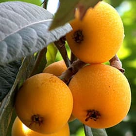 Loquat, Japanese Plum item