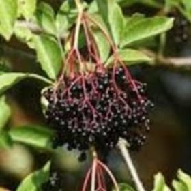 Elderberry, Ranch item