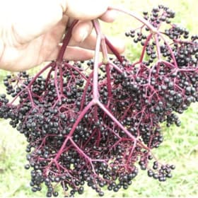Elderberry, Wyldewood item