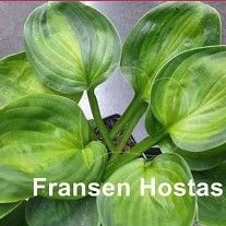 H. 'Paradise Nippers' item