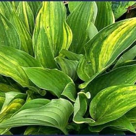 H. 'Justa Gigolo' item