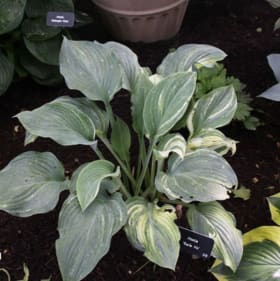 H. 'Sails Ho' OS item