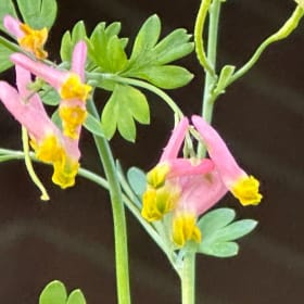 Rock Harlequin (Corydalis sempervirens) item