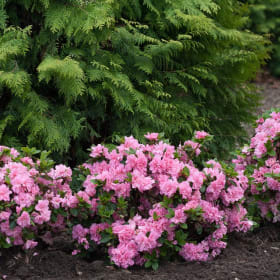 Flowering Shrub from Grass Pad item